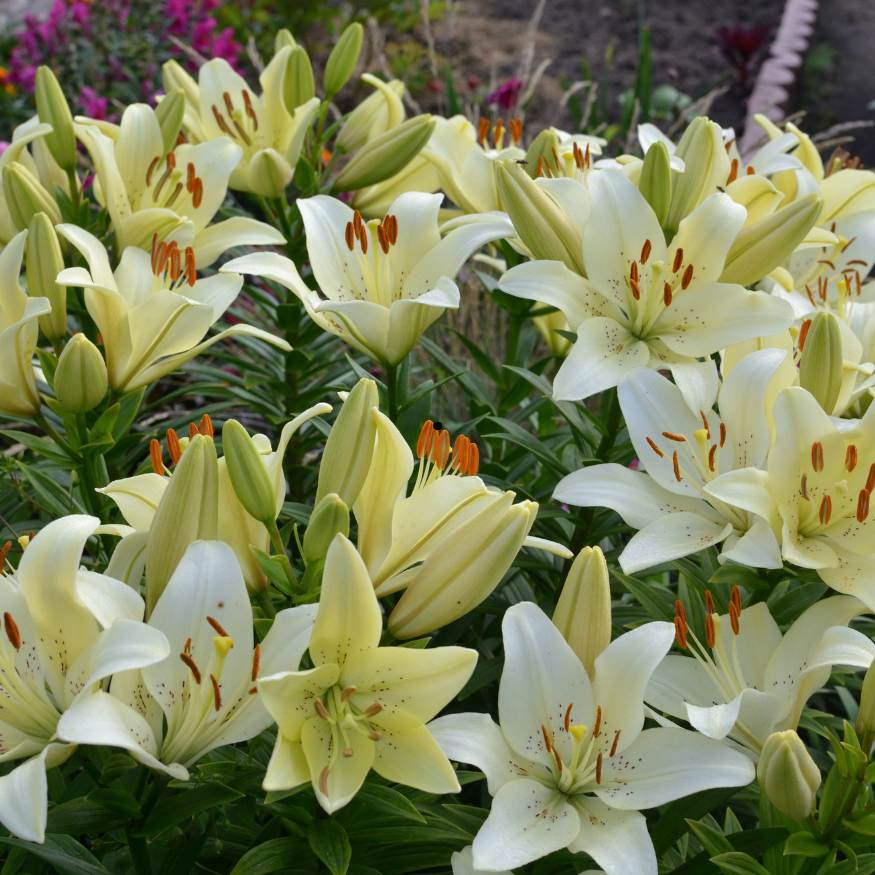 White lilium bunch of 10 stems