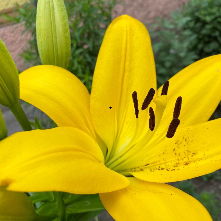 Yellow lilium bunch of 10 stems