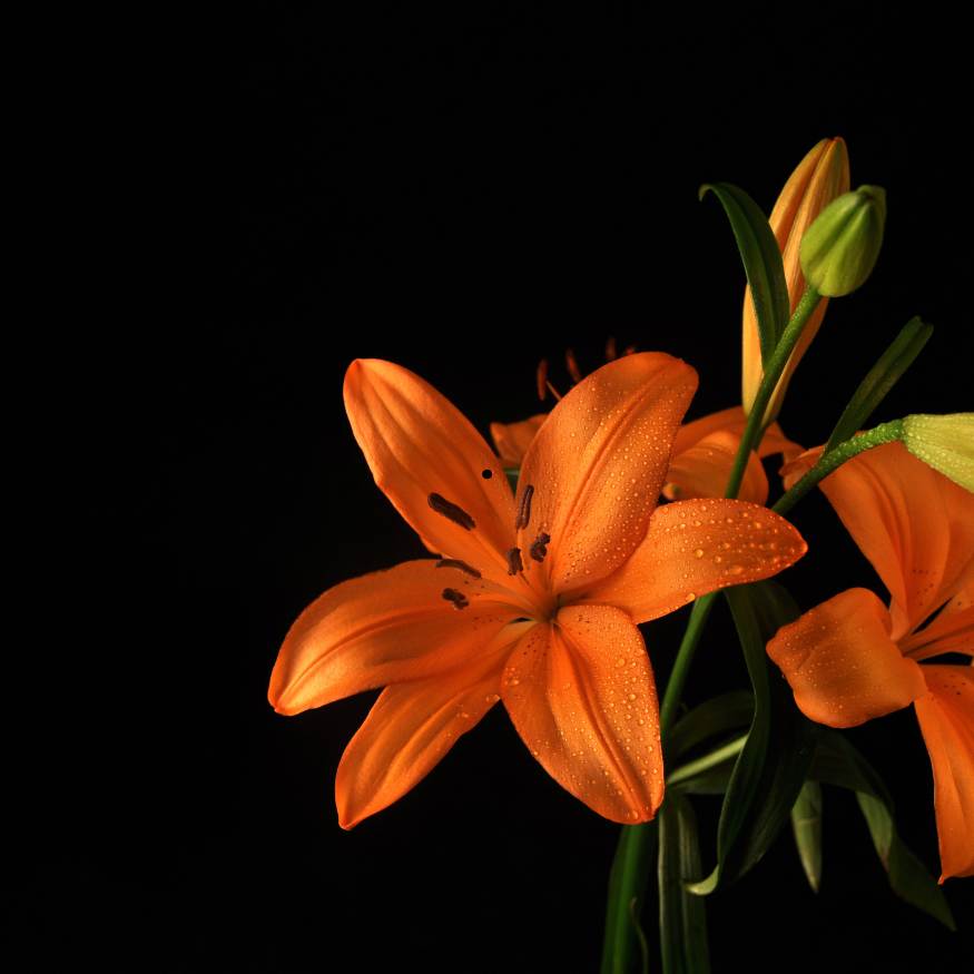 Orange lilium bunch of 10 stems